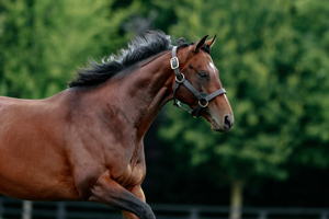 A Stakes winner at two, a Classic winner and Cartier Champion at three.