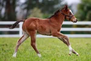 N.25 c. Vadeni x Rue Des Irlandais, bred by Stallions Group