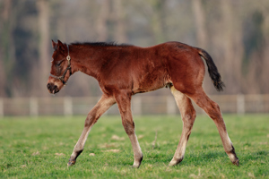 N.25 Erevann x Schmusli, bred by Gestüt Zur Küste