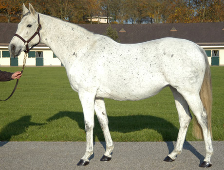 SAGA D'OUILLY                 