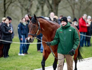 French stallions on parade