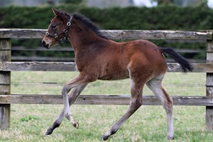 N.25 f. Vadeni x Zannda, bred by Ennistown Stud