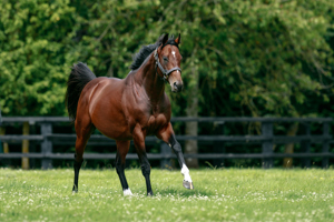 A Stakes winner at two, a Classic winner and Cartier Champion at three.