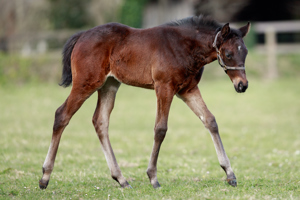 N.25 f. Vadeni x Segra, bred by Stefan Hahne