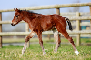 N.25 c. Erevann x Tossoff, bred by Haras d'Ombreville