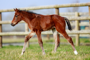 N.25 m. Erevann x Tossoff, élevé par le Haras d'Ombreville