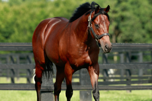 A Group 2 winning and Group 1 placed miler, son of champions Dubawi and Ervedya.