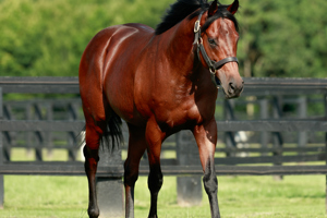Vainqueur de Groupe 2 et placé de Groupe 1 sur le mile, fils des champions Dubawi et Ervedya.