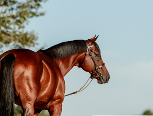 Aga Khan Studs bloodlines shine worldwide