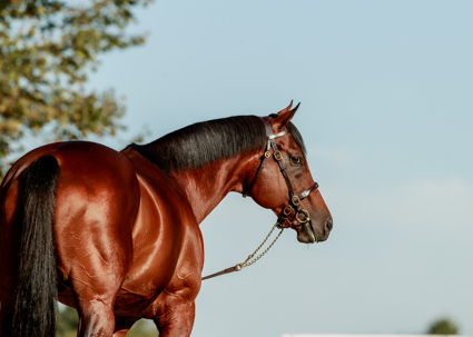 Aga Khan Studs bloodlines shine worldwide