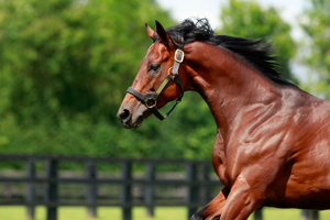 A Group 2 winning and Group 1 placed miler, son of champions Dubawi and Ervedya.