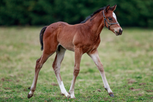 N.25 c. Vadeni x Romelia, bred by Stallions Group