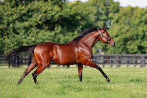 A Group 2 winning and Group 1 placed miler, son of champions Dubawi and Ervedya.