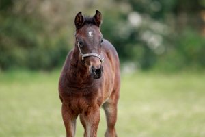 N.25 f. Vadeni x Segra, bred by Stefan Hahne