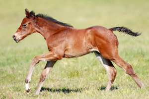 N.25 c. Vadeni x Sansibara, bred by Haras de Montaigu and Thierry Storme