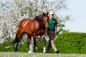 A Stakes winner at two, a Classic winner and Cartier Champion at three.