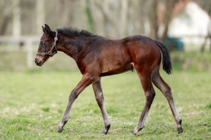 N.25 f. Vadeni x Segra, bred by Stefan Hahne