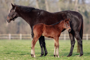 N.25 Erevann x Schmusli, bred by Gestüt Zur Küste