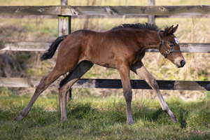 N.25 f. Vadeni x Behnasa, bred by Westerberg Ltd and WH Bloodstock