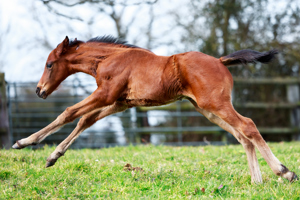 N.25 c. Erevann x Cythere, bred by Ecurie J.L. Tepper