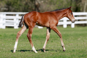 N.25 c. Vadeni x Candala, bred by the Aga Khan Studs