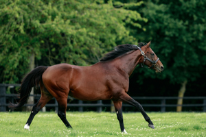 A Stakes winner at two, a Classic winner and Cartier Champion at three.