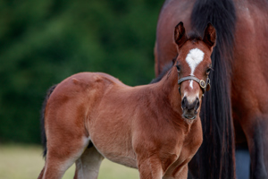 N.25 c. Vadeni x Romelia, bred by Stallions Group