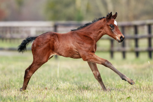 N.25 c. Vadeni x Val Bever, bred by Haras de Saint Julien and Regula Vannod