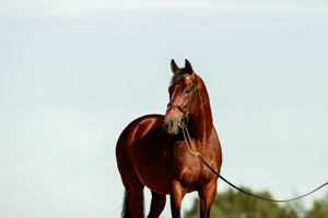 Zarak