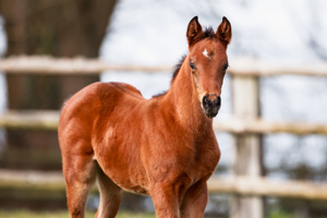 N.25 c. Erevann x Cythere, bred by Ecurie J.L. Tepper