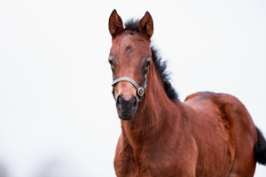 N.25 f. Erevann x Daryakana, bred by H.H. the Aga Khan's Studs
