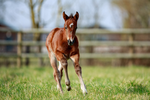 N.25 c. Erevann x Tossoff, bred by Haras d'Ombreville