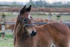 N.25 f. Vadeni x Zannda, bred by Ennistown Stud