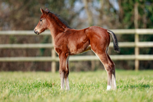 N.25 c. Erevann x Tossoff, bred by Haras d'Ombreville
